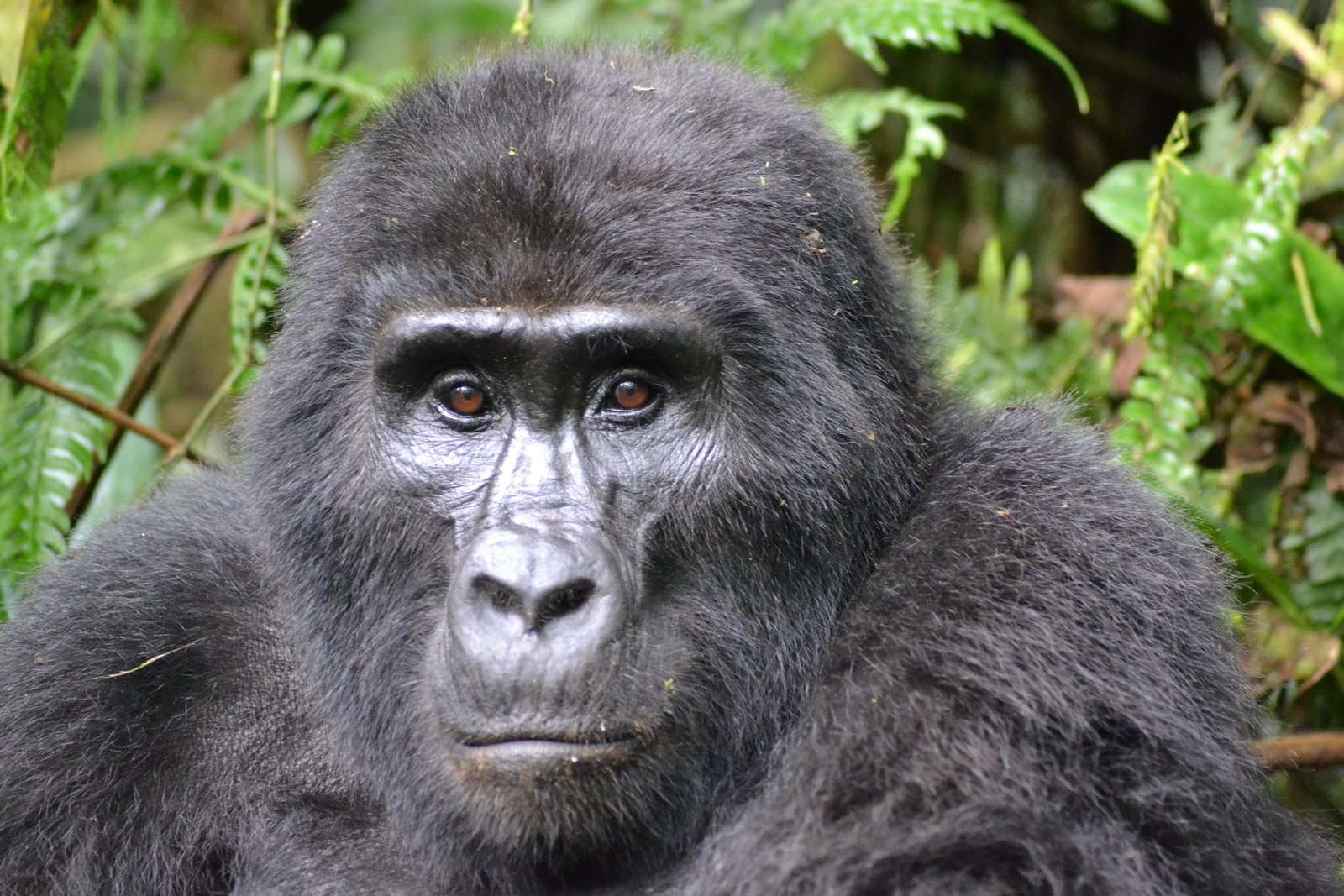 How to Book Gorilla Permits in Rwanda: Your Complete Step-by-Step Guide for 2026-2027