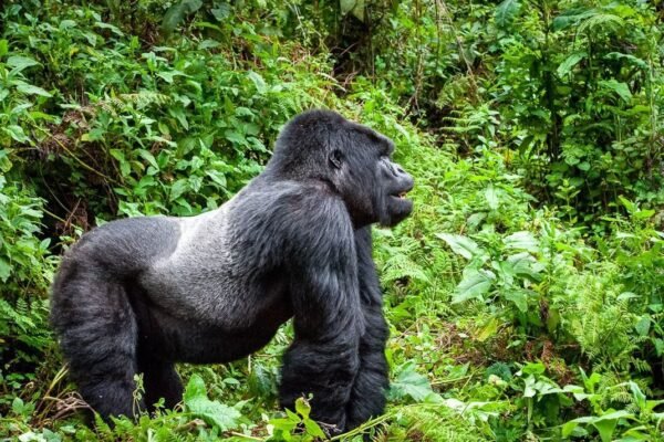 Rwanda vs. Uganda: Which is Better for Gorilla Trekking? Your Ultimate Guide for 2026-2027