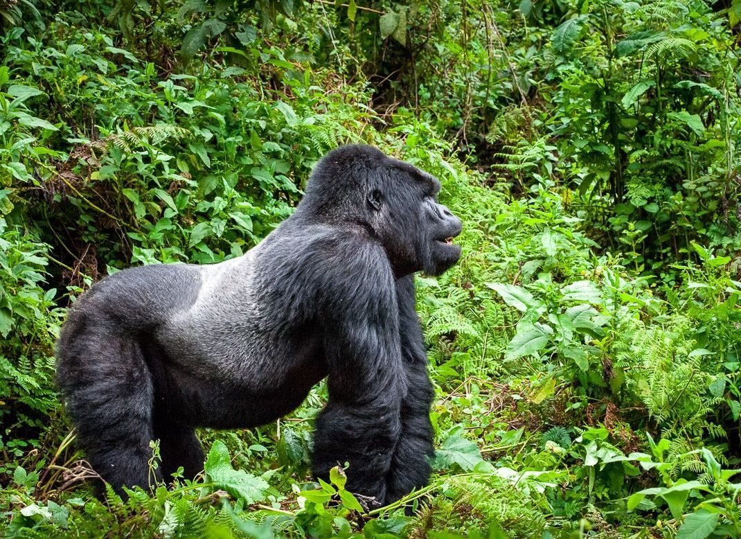 Rwanda vs. Uganda: Which is Better for Gorilla Trekking? Your Ultimate Guide for 2026-2027